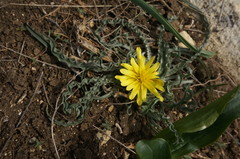 Pseudopodospermum molle