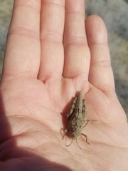 Cratypedes lateritius