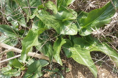 Arum elongatum