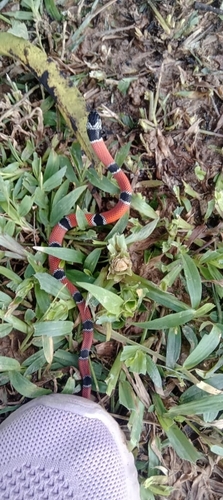False Coral Snake