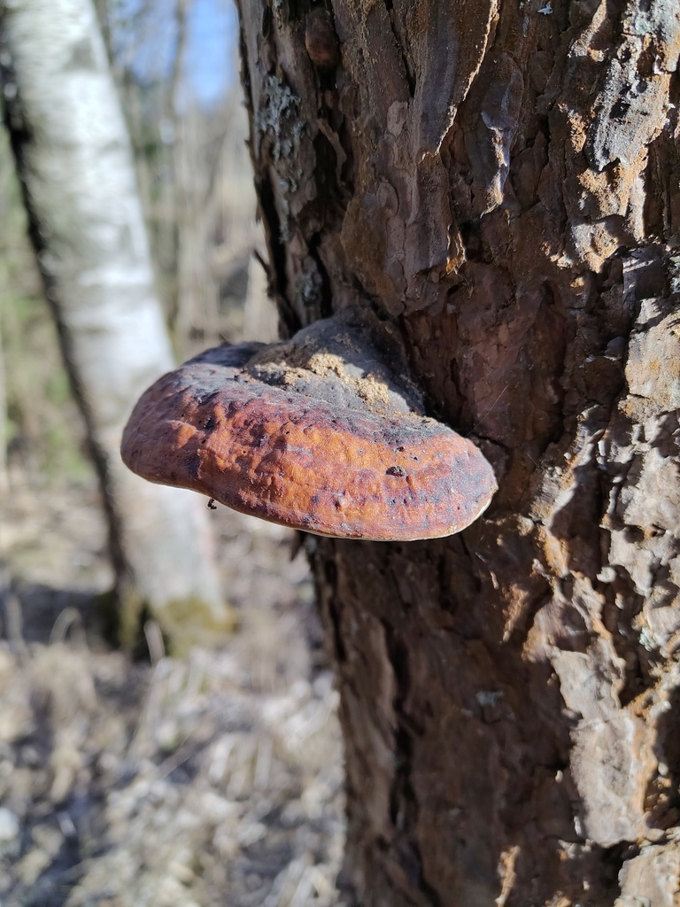 Fomitopsis pinicola · April 2026 · photo: © haltiamieli (iNaturalist, cc-by-sa)