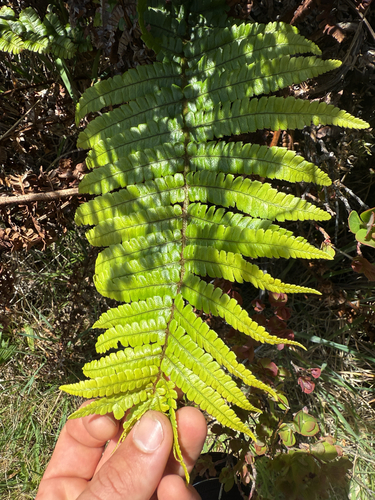 Dryopteris wallichiana observed 2026-04-17