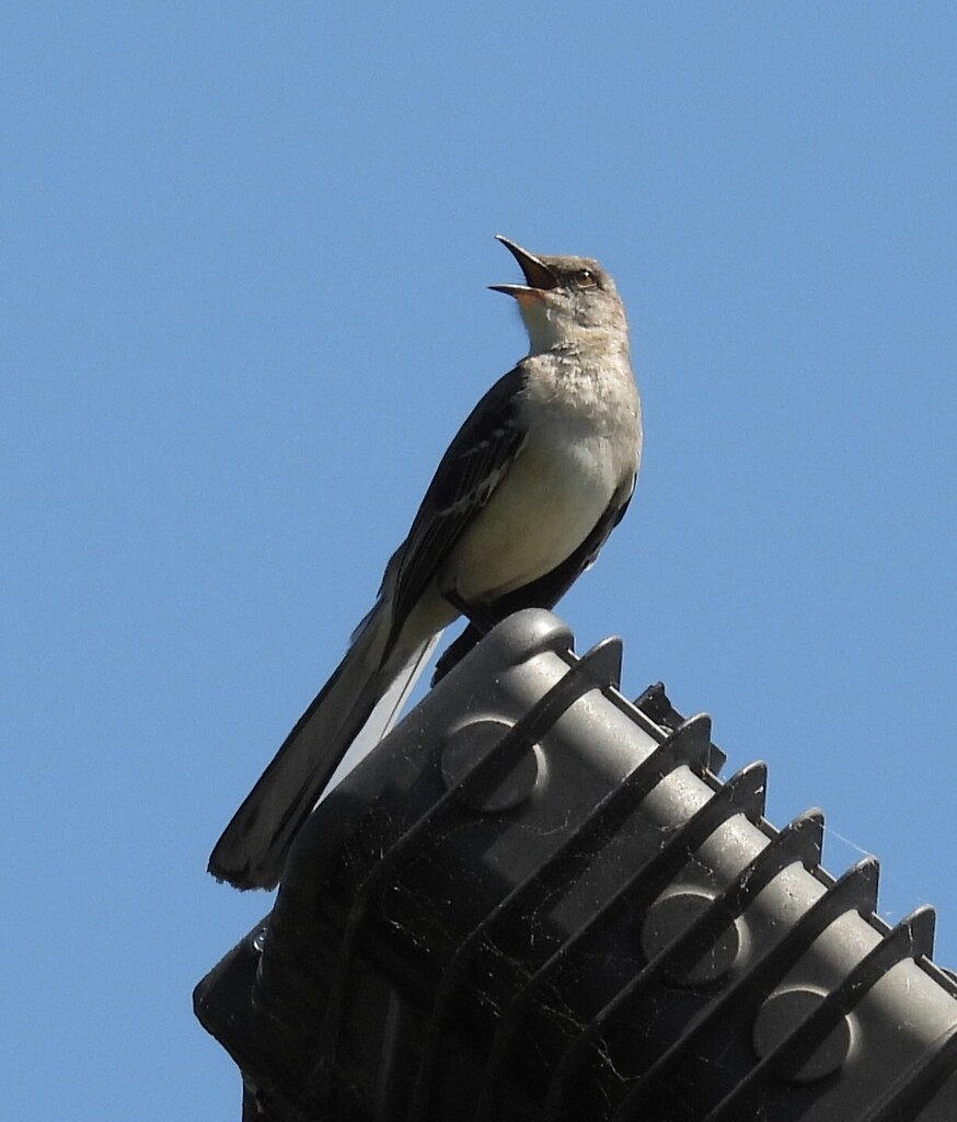 Northern Mockingbird from Waterloo City Park, Lauderdale Co., AL, USA ...