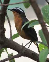Cossypha semirufa