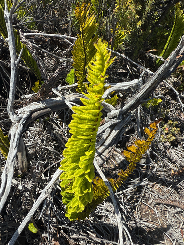 Polypodium pellucidum observed 2026-04-17