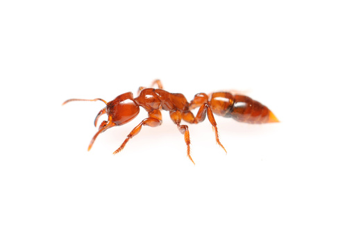 Centromyrmex brachycolaCentromyrmex brachycola