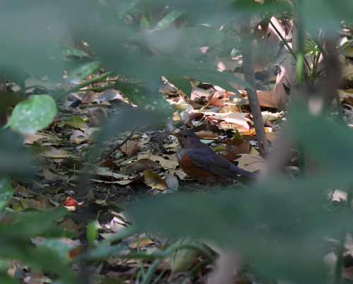 Grey-backed Thrush (Turdus hortulorum), photo 7