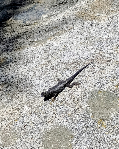iNaturalist observation photo of Western Fence Lizard