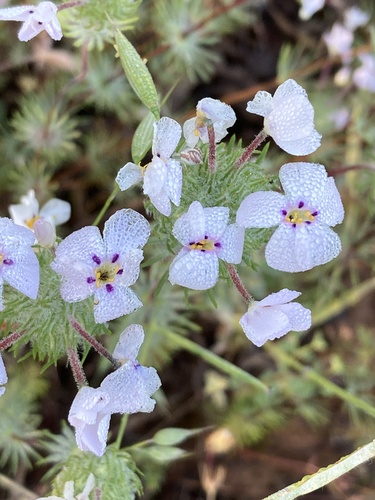 Leptosiphon montanus
