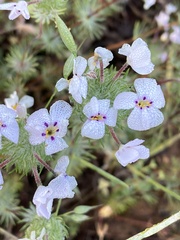 Leptosiphon montanus