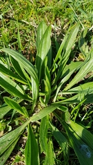 Plantago lanceolata