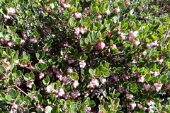 Arctostaphylos × media