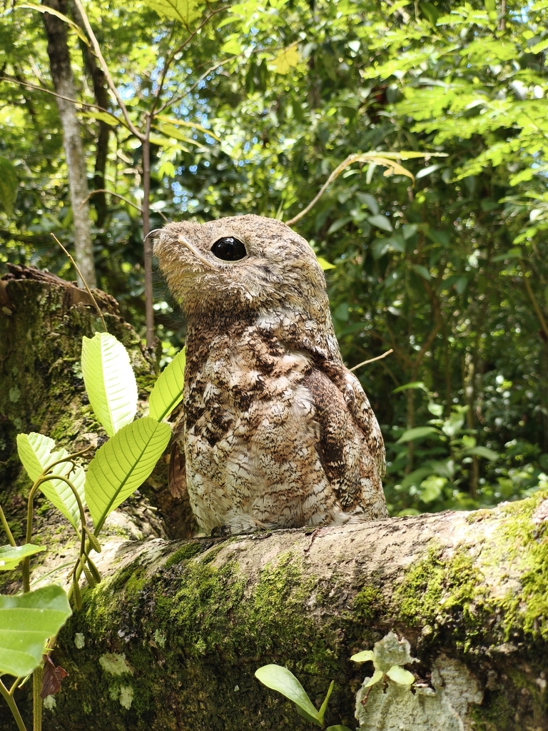 Great Potoo