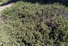 Arctostaphylos × media