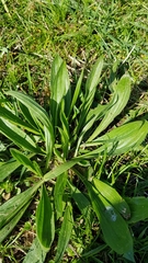 Plantago lanceolata