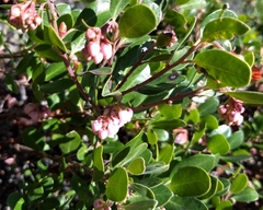 Arctostaphylos × media