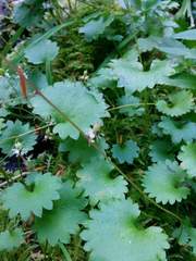 Micranthes odontoloma