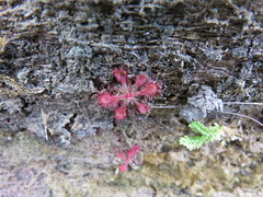 Drosera communis