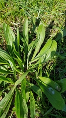 Plantago lanceolata