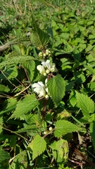 Lamium album