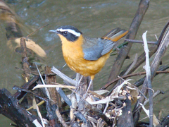 White-Browed Robin-Chat photo 2