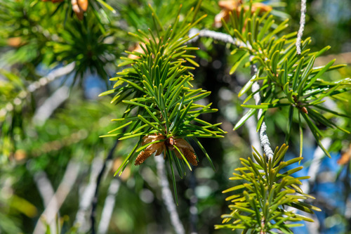 Abies bracteata, photograph 5