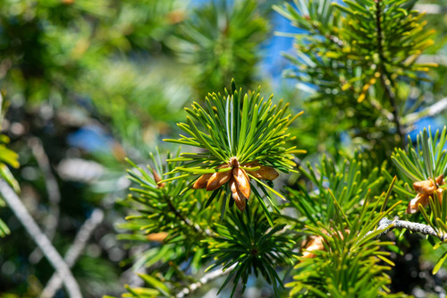 Abies bracteata, photograph 6