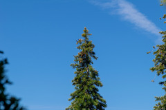 Abies bracteata, photograph author not stated, no rights reserved