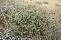 Genista albida