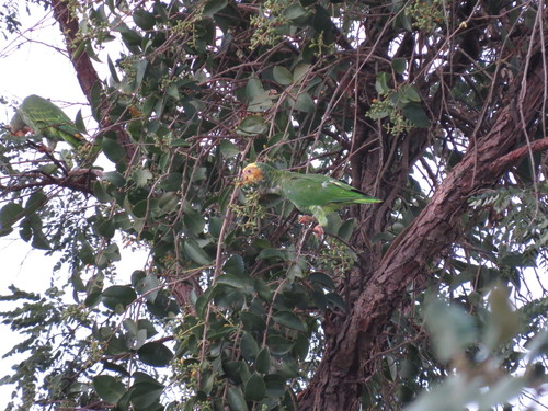 Yellow-faced Parrot (Alipiopsitta xanthops), photo 6
