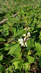 Lamium album