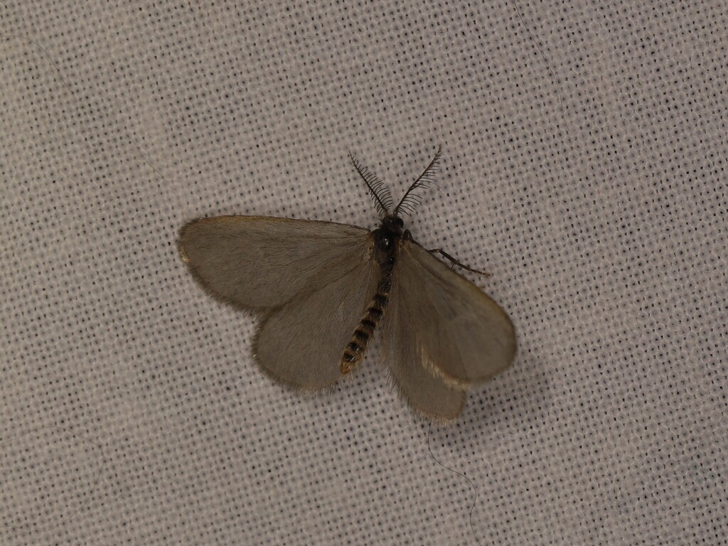 Rebelia plumella