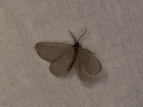 Rebelia plumella