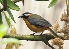 White-Browed Robin-Chat photo 3