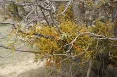 Arceuthobium oxycedri