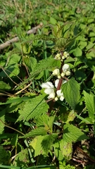 Lamium album