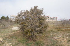 Arceuthobium oxycedri