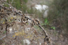 Cuscuta monogyna