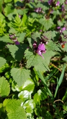 Lamium maculatum