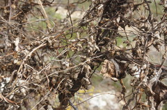Cuscuta monogyna