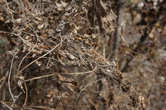 Cuscuta monogyna