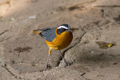 White-Browed Robin-Chat photo 4