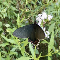 Parides bunichus damocrates