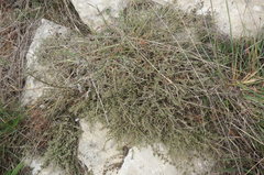 Genista albida