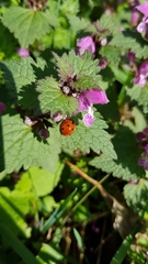 Lamium maculatum