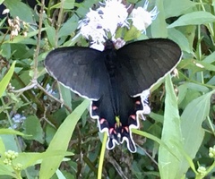 Parides bunichus damocrates