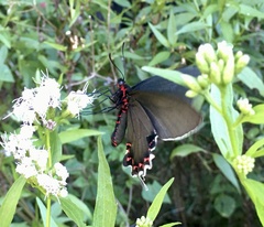 Parides bunichus damocrates