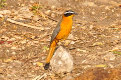 White-Browed Robin-Chat photo 5