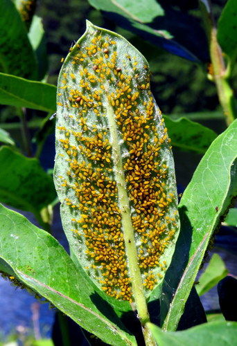 Oleander Aphid, photo 9 of 10
