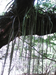 Heliocereus speciosus